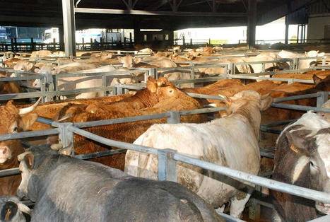 Les march&eacute;s aux bestiaux pas concern&eacute;s par la contractualisation | Actualit&eacute; B&eacute;tail | Scoop.it