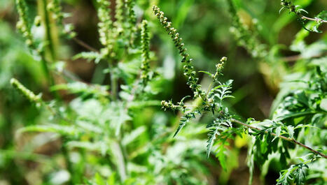 Alerte à l'ambroisie ! Radio France | Biodiversité | Scoop.it