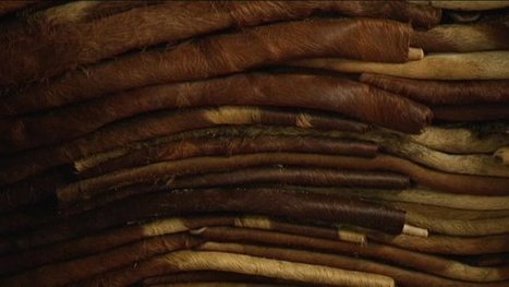 Que représentent la tannerie et la mégisserie en Limousin aujourd'hui ? | Métiers, emplois et formations dans la filière cuir | Scoop.it