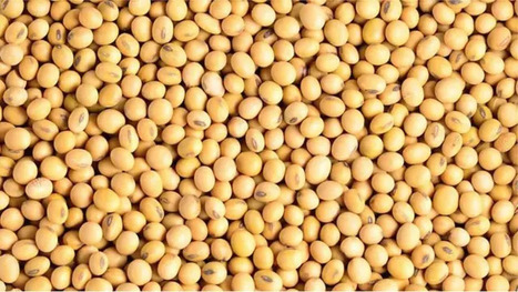 ALIMENTATION : En France, les autorités sanitaires déconseillent les produits au soja dans la restauration collective | ALIMENTATIONS | Scoop.it