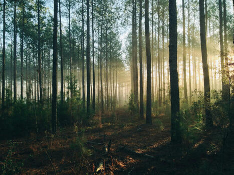Déforestation : Quel va être l'impact de l'EUDR sur la filière bois ? | Actualités Achats Responsables | Scoop.it