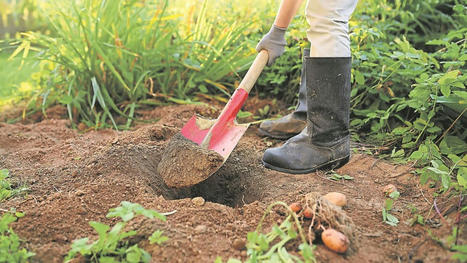 Val-d'Oise : avec ses jardins familiaux, Goussainville aménage la nature en ville | Environnement, paysage et biodiversité | Scoop.it