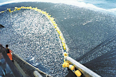 #Pêche : le chalutage de fond libère des quantités colossales de #CO₂ | RSE et Développement Durable | Scoop.it
