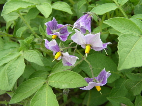 Resource: SolRgene database, the resource for Solanum disease resistance genes | Plants and Microbes | Scoop.it