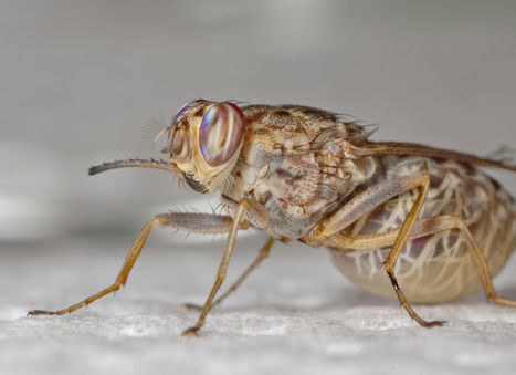 Maladie du sommeil : le génome de la mouche tsé-tsé décodé | EntomoNews | Scoop.it