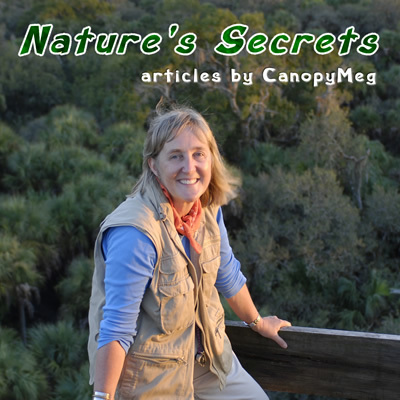 Bitten by a love for insects | Rainforest CLASSROOM | Scoop.it