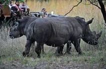 Les derniers rhinocéros d’Afrique menacés par l’explosion du braconnage | Actions Panafricaines | Scoop.it