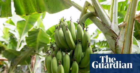 ENVIRONMENT: Climate crisis threatens the banana, the world’s most popular fruit | Revue de presse - Club DEMETER | Scoop.it