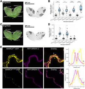 A broad-host-range Rhizobium rhizogenes strain enables transient expression across diverse crop species | PLOS | RMH | Scoop.it