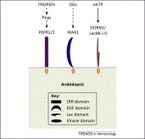 Plant pattern-recognition receptors | Plant Molecular Farming | Scoop.it