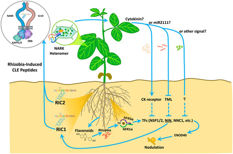 Legume nodulation: The host controls the party | Plant-Microbe Symbiosis | Scoop.it