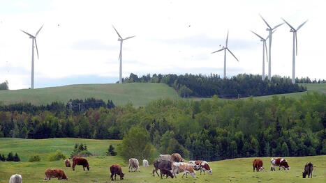 Achat local: les manufacturiers pressent Qu&eacute;bec de modifier ses fa&ccedil;ons de faire | JDM | QUB info | Revue de presse La Matanie | Scoop.it