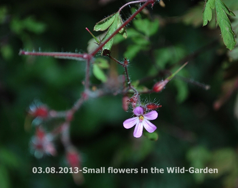 Gardening: The Wild-Garden | Names Of The Flowers-Geranium robertianum ssp. celticum | Hobby, LifeStyle and much more... (multilingual: EN, FR, DE) | Scoop.it