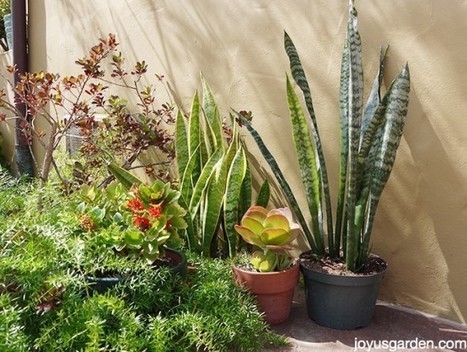 3 Ways To Propagate Sansevierias Aka Snake Plants | 1001 Gardens ideas ! | Scoop.it