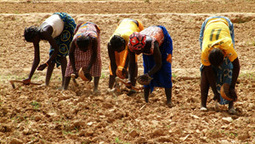 Solutions à court terme — les déboires de l'agriculture en Afrique de l'Ouest | Questions de développement ... | Scoop.it