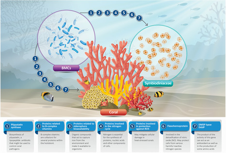 Exploring the Potential Molecular Mechanisms of Interactions between a Probiotic Consortium and Its Coral Host | iBB | Scoop.it