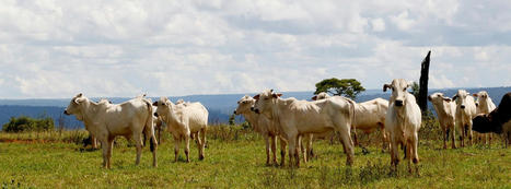 Brazil Lawmakers Allow Extensive Cattle Ranching in the Pantanal, the World's Largest Tropical Wetland - EcoWatch.com | Agents of Behemoth | Scoop.it