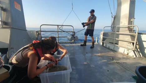 Marseille : une mission scientifique explore les fonds marins pour décrypter le génome de plus de 4 000 espèces | Biodiversité - @ZEHUB on Twitter | Scoop.it
