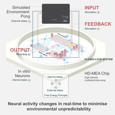 In vitro neurons learn and exhibit sentience when embodied in a simulated game-world | Amazing Science | Scoop.it