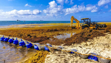 Scientists finally discover what’s fueling massive sargassum blooms | Soggy Science | Scoop.it