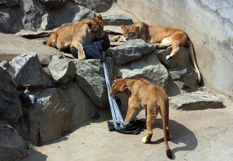 Un zoo vend des jeans customisés par ses lions | Les Gentils PariZiens | style & art de vivre | Scoop.it