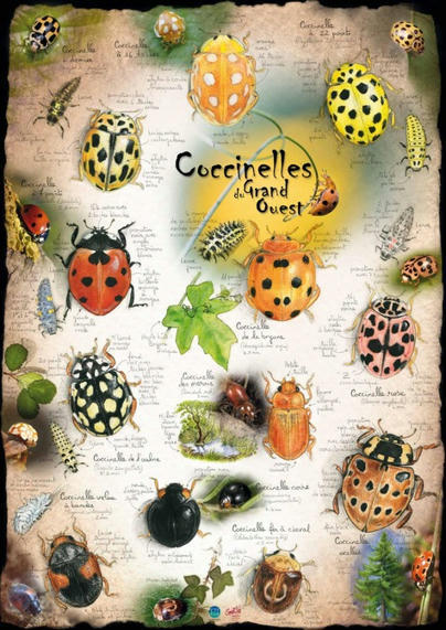 Poster "Coccinelles du Grand Ouest" | Insect Archive | Scoop.it