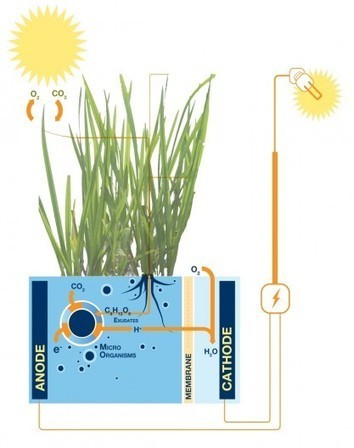 Plant-Microbial Fuel Cell generates electricity from living plants | Remembering tomorrow | Scoop.it