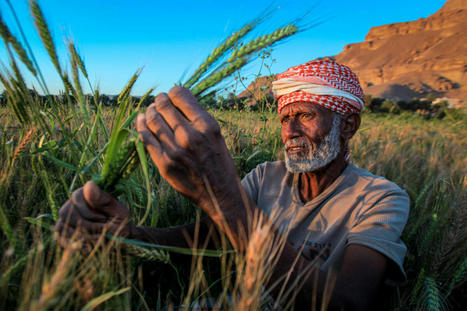 UNSDG | Transforming food systems: to change everything, it takes everyone | Science News | Scoop.it
