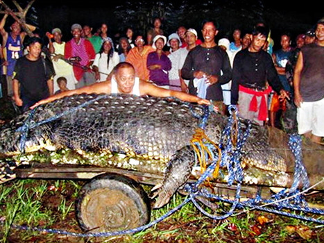 Philippines : le plus grand crocodile au monde est mort | Asie Info | Merveilles - Marvels | Scoop.it