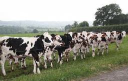 Les cessations d'activité en augmentation dans les exploitations laitières en 2016 | Lait de Normandie... et d'ailleurs | Scoop.it