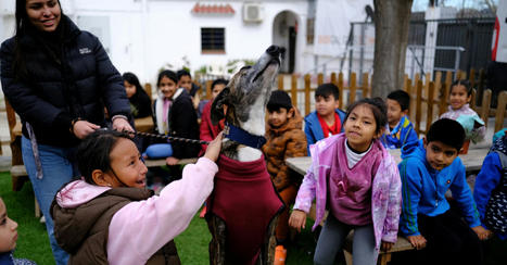 Rescued greyhounds teach kids empathy in Spain | Empathy Movement Magazine | Scoop.it