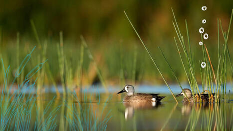 FRESH WATER - ECOSYSTEMS | Biodiversity, Climate Change, Environment, Conservation, Forestry, Fisheries, Oceans and Coasts | Scoop.it