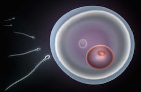 Une cellule de peau transformée en ovule fonctionnel par des chercheurs | Essentiels et SuperFlus | Scoop.it