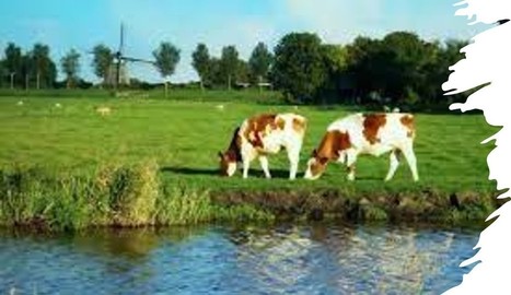 37 401 kg par vache avant réforme aux Pays-Bas | Lait de Normandie... et d'ailleurs | Scoop.it