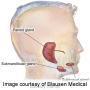 Salivary gland ultrasonography improves Sjogren's diagnosis | Immunology Diagnosis | Scoop.it