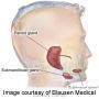 Salivary gland ultrasonography improves Sjogren's diagnosis | Immunology Diagnosis | Scoop.it