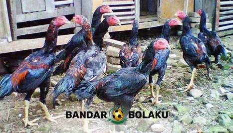 Ciri Ciri Anak Ayam Bangkok Juara Sabung Ayam