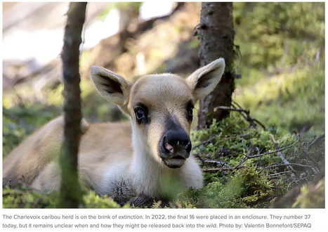 Destruction of Charlevoix caribou habitat planned for this summer | Ils parlent de nous ! | Scoop.it