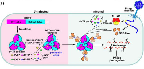 Dual phage sensing activates an RNA-targeting reverse transcriptase for anti-phage defense | brveco | RMH | Scoop.it