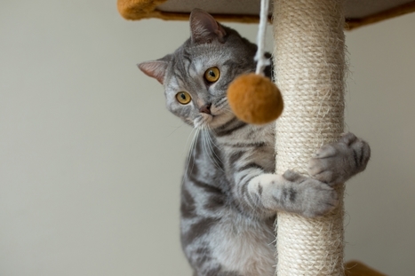 Why Do Cats Need a Cat Scratching Post? | Ana Brenda | Scoop.it