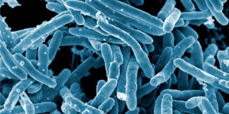 MIT algorithm discovers antibiotic that can fight drug-resistant diseases | #Research #Medicine  | 21st Century Innovative Technologies and Developments as also discoveries, curiosity ( insolite)... | Scoop.it
