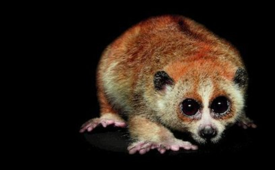 A Photographer's Guide to Nocturnal Life | Photabulous | Scoop.it