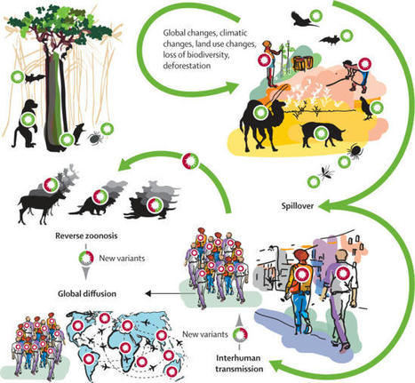 After 2 years of the COVID-19 pandemic, translating One Health into action is urgent - ScienceDirect #oneHealth #oneEhealth sujet essentiel...#hcsmeufr #esante | BEST OF PHARMAGEEK | Scoop.it