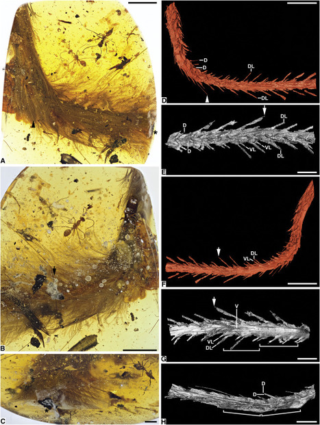 Découverte d'une queue de dinosaure, et de fourmis, de 99 millions d'années dans un morceau d'ambre | EntomoNews | Scoop.it