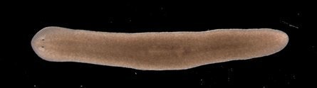 Immortal worms defy aging | KurzweilAI | Longevity science | Scoop.it