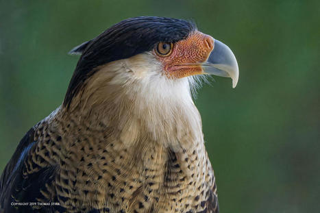 Bird Portraiture Considerations | Mirrorless Cameras | Scoop.it