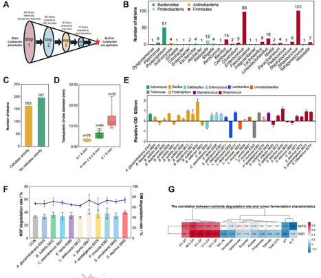 Enhancing the fiber degradation efficiency in dairy cattle rumen through engineered bacterial communities | Mbm | RMH | Scoop.it