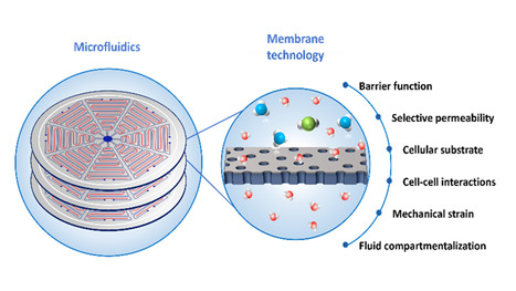 Systèmes microfluidiques à base de membranes pour applications organes-sur-puces et organes artificiels | Life Sciences Université Paris-Saclay | Scoop.it