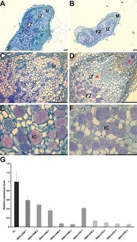 The Independent Acquisition of Plant Root Nitrogen-Fixing Symbiosis in Fabids Recruited the Same Genetic Pathway for Nodule Organogenesis | Plant-Microbe Symbiosis | Scoop.it