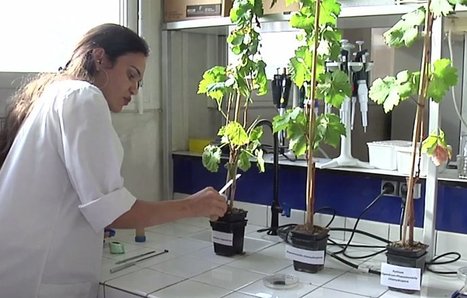 Biocontr&ocirc;le : des recherches prometteuses &agrave; l'INRA pour la protection des vignes | EntomoScience | Scoop.it